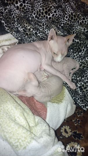 Котята