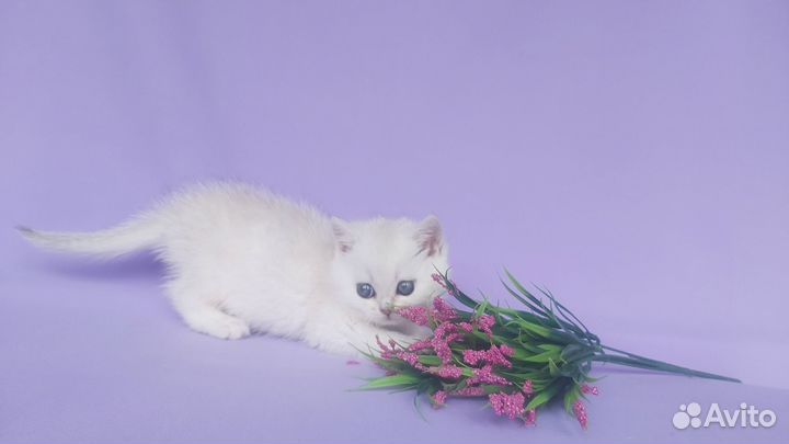 Серебристая шиншилла девочка