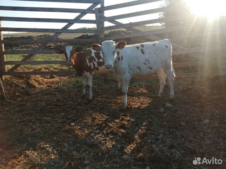 Телята симменталы