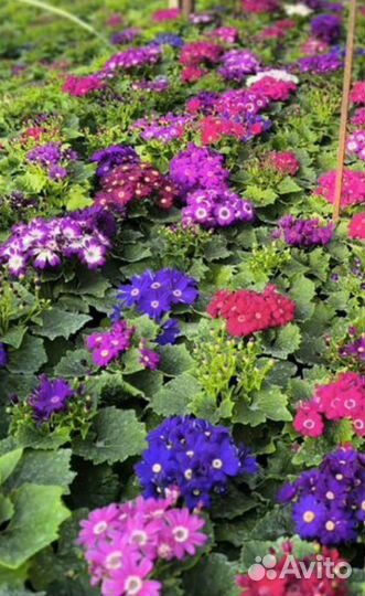 Цветы к 8 марта