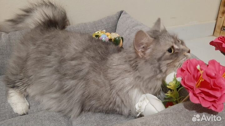 Кошка от волонтера, стерилизована