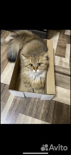 Породистая кошка