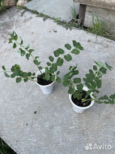 Лабазник кровохлебка роджерсия многолетники