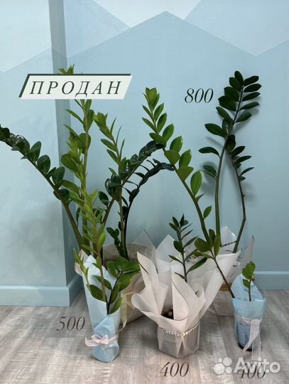 Замиокулькас