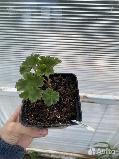 Герань пеларгония Леона Галактика