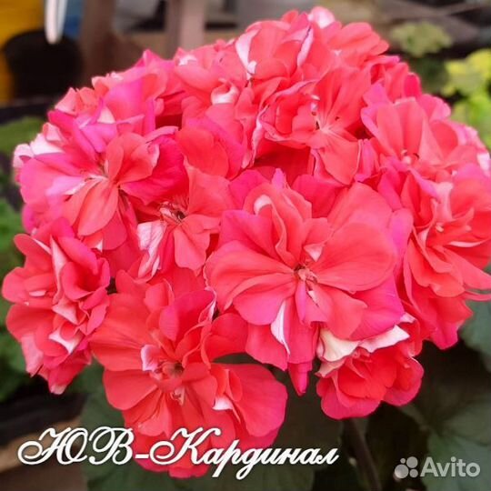 Пеларгония Ю-Пена Дней, юв-Кардинал