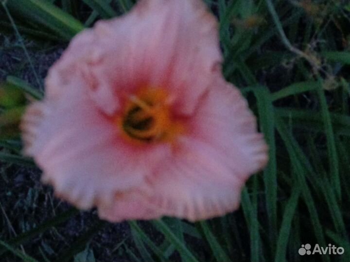 Очень большой выбор многолетних цветов