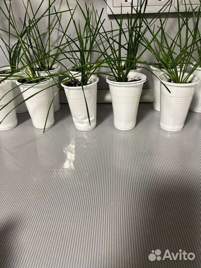 Комнатные цветы