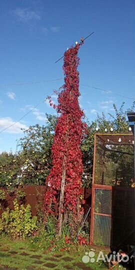 Голуби киевские светляки черные