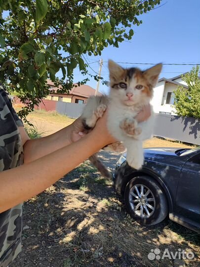 Кошка трёхцветная