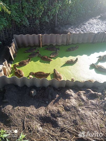 Подсадные утки