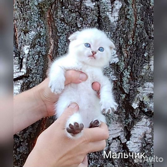 Котята золотая линкс поинт