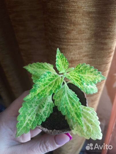 Колиус разные