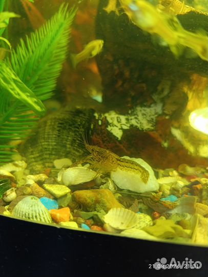 Мраморный рак