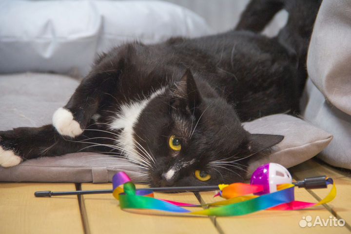 Отдам котика