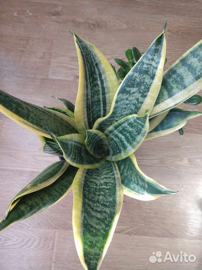 Сансевиерия Футура суперба