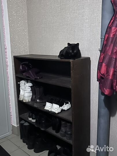 Кот отдам бесплатно