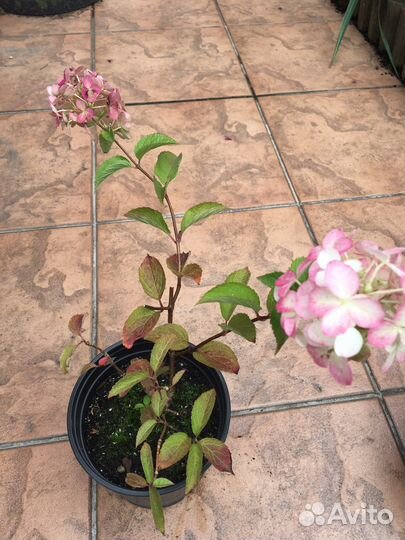 Гортензия крупнолистная