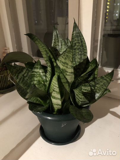 Сансевиерия ханни низкорослая