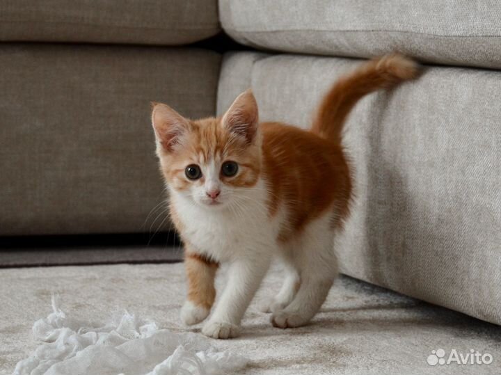 Котенок в добрые руки