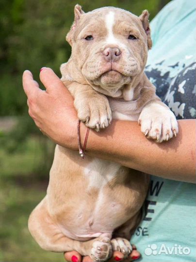 Щенки Американский Булли