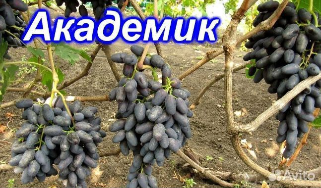 Саженцы винограда для Сибири