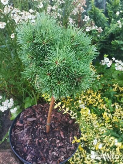 Сосна горная