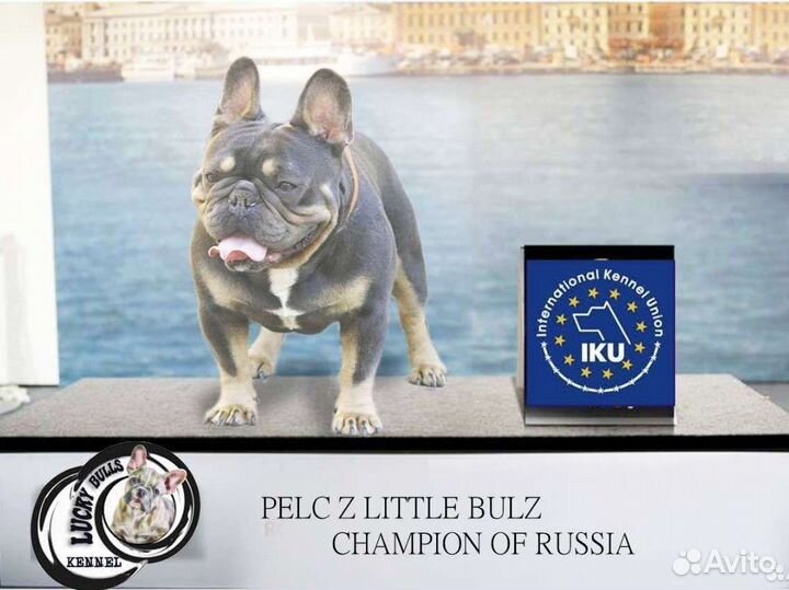 Девочка голубой подпал от чемпиона скор