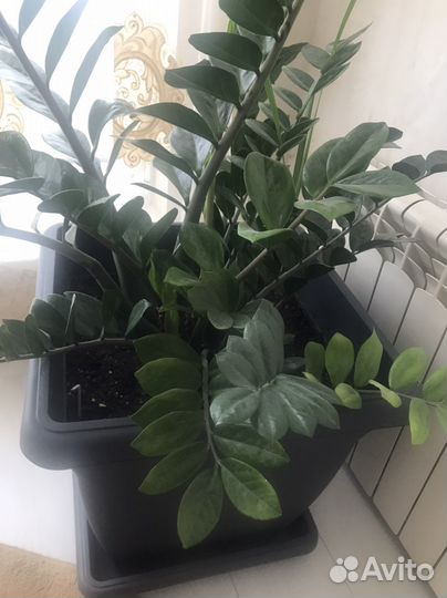 Замиокулькас