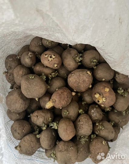 Семенной картофель