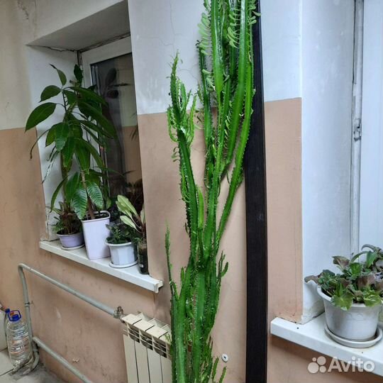 Кактус молочай