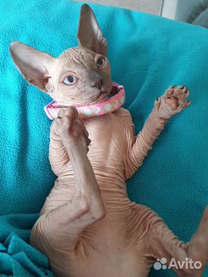 Канадский сфинкс