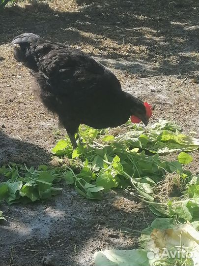 Курочки и петушки 2, 5 меяца