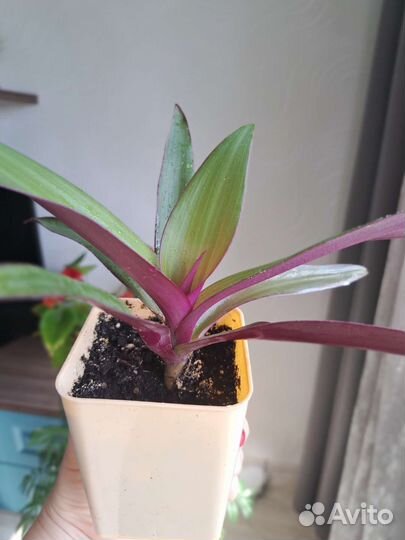 Традесканция рео