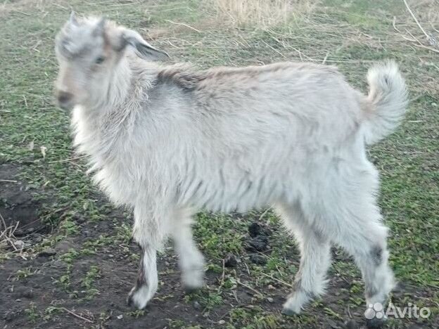 Коза Дойная с дочкой