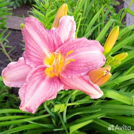 Лилейник сортовой