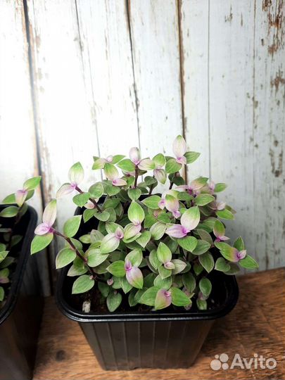 Каллизия Пинк Пантера (Розовая Пантера)