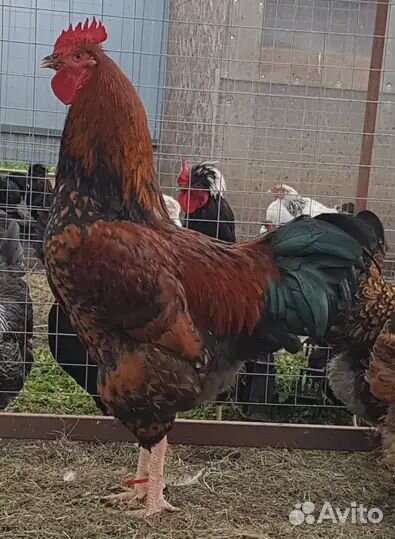 Суточные цыплята Кучинская Юбилейная