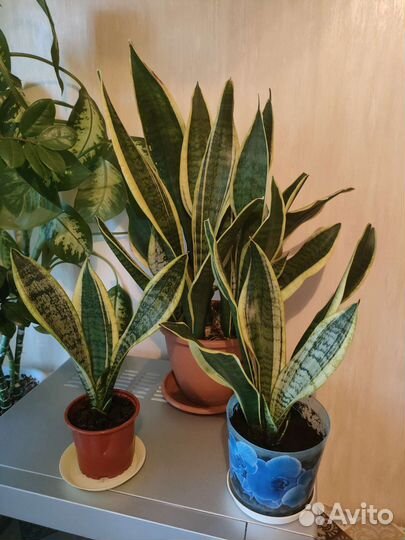 Сансевьера