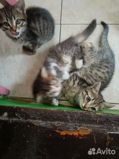 Отдам котят в хорошие руки