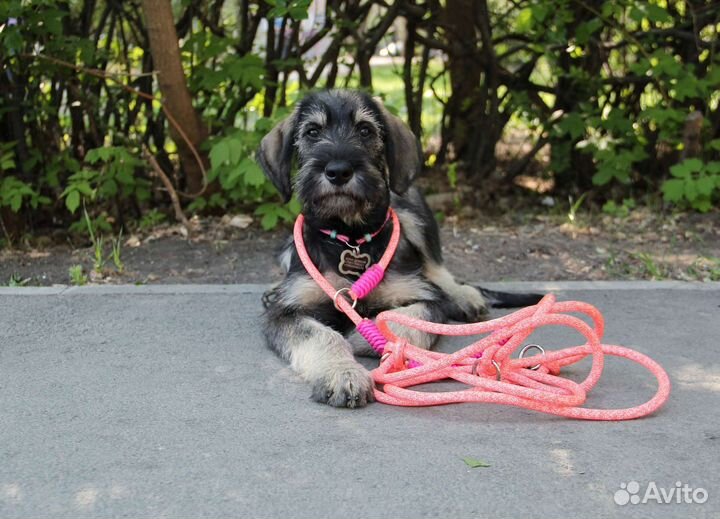 Читайте описание Амуниция и игрушки для собак