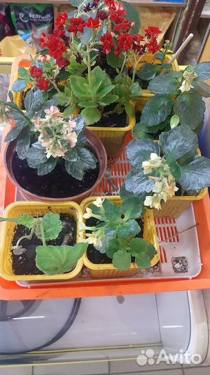 Комнатные домашние растения