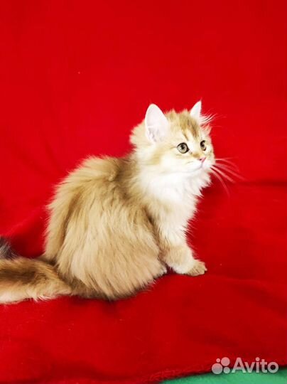 Британская длинношерстная золотая шиншилла