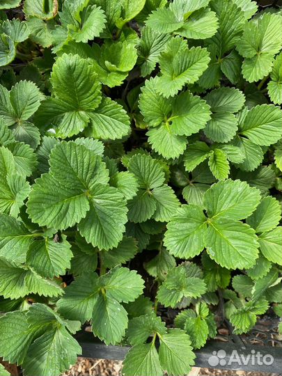 Рассада клубники