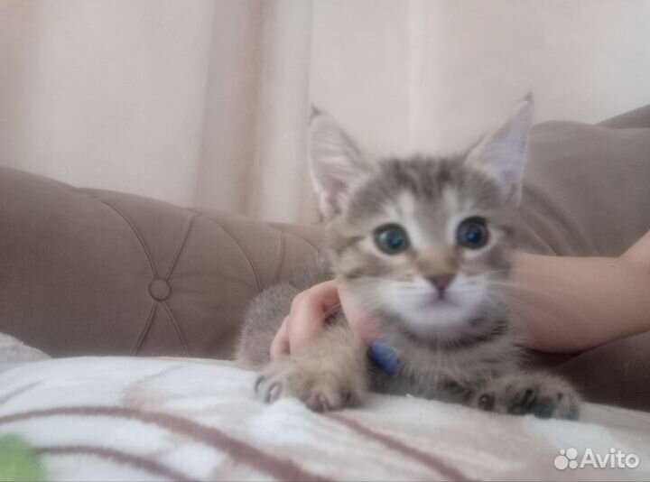 Кошки бесплатно