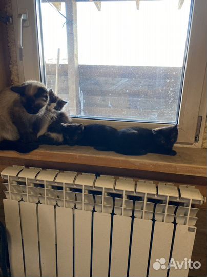 Котята в добрые руки бесплатно