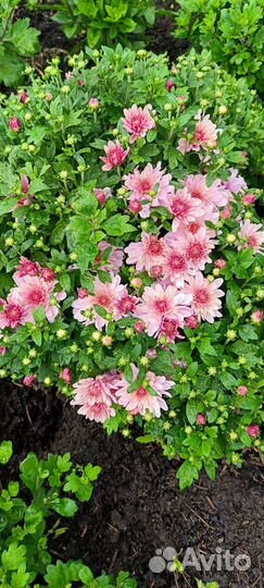 Хризантема срез корейская