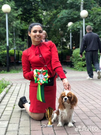 Предлагаю услуги хендлера