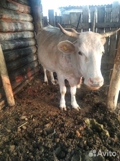 Корова дойная