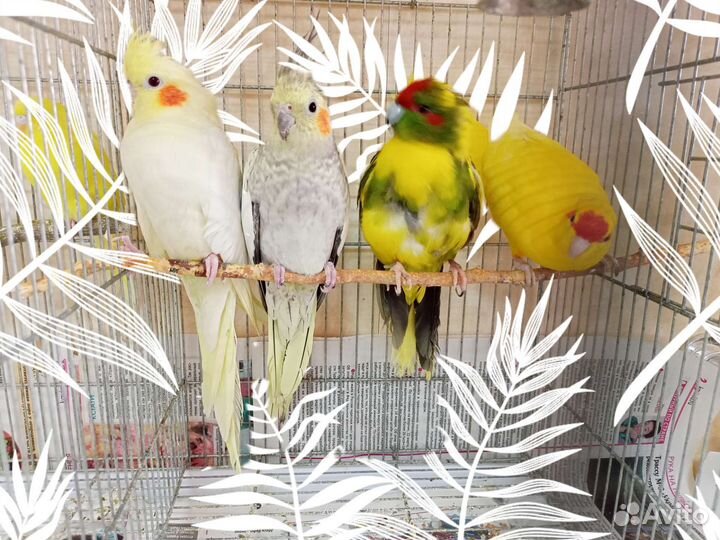 Попугай корелла, волнистики, мышки